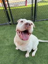 adoptable Dog in  named TAIRN