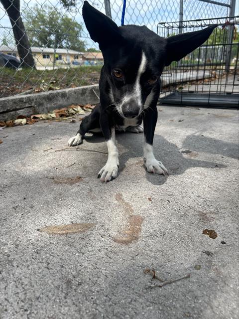 adoptable Dog in Miami, FL named PEPPER