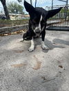 adoptable Dog in  named PEPPER