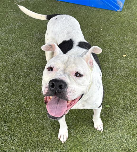 adoptable Dog in Miami, FL named TINKA BELL