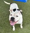 adoptable Dog in  named TINKA BELL