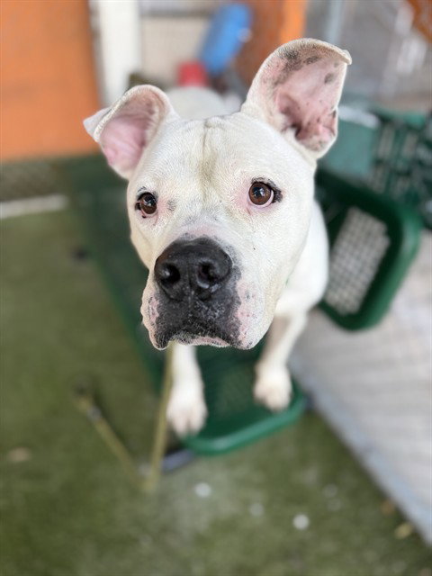 TINKA BELL