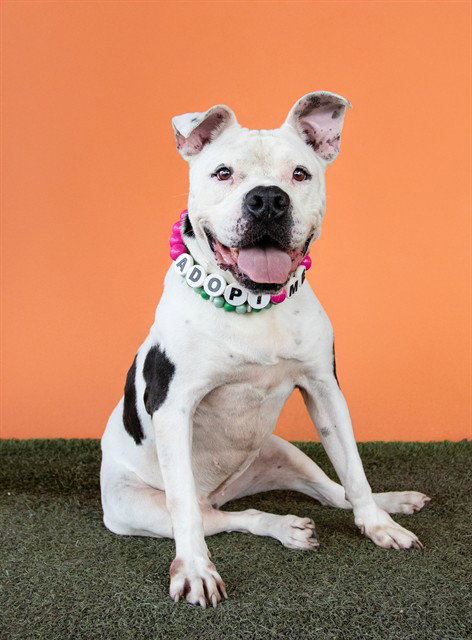 TINKA BELL - American Bulldog for adoption in Miami