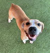 adoptable Dog in miami, FL named AQUILIS