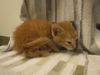 adoptable Cat in , FL named BILLY