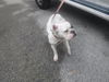 adoptable Dog in , FL named BLAIR