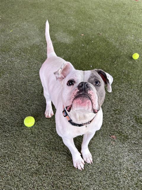 adoptable Dog in Miami, FL named BLAIR