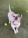adoptable Dog in  named BLAIR