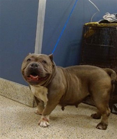 adoptable Dog in Miami, FL named JUNE