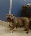 adoptable Dog in  named JUNE