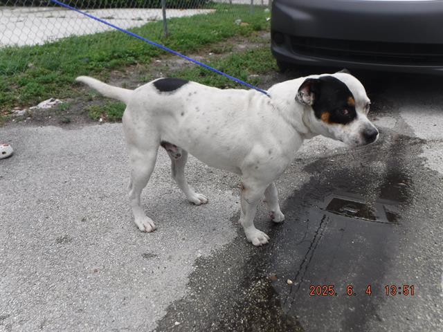 adoptable Dog in Miami, FL named LOUIE