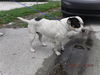 adoptable Dog in  named LOUIE