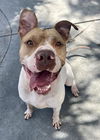 adoptable Dog in  named TYSON