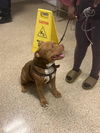 adoptable Dog in  named BRUNO