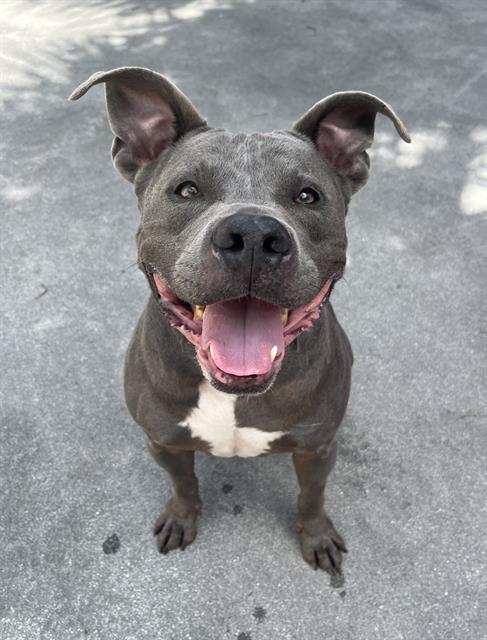 adoptable Dog in Miami, FL named SHADOW