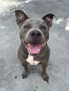 adoptable Dog in miami, FL named SHADOW