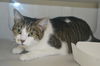 adoptable Cat in miami, FL named SABRINA