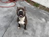 adoptable Dog in  named TOBY