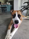 adoptable Dog in  named LOUIE