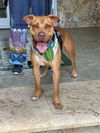 adoptable Dog in  named MILTON