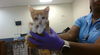 adoptable Cat in , FL named BILLY