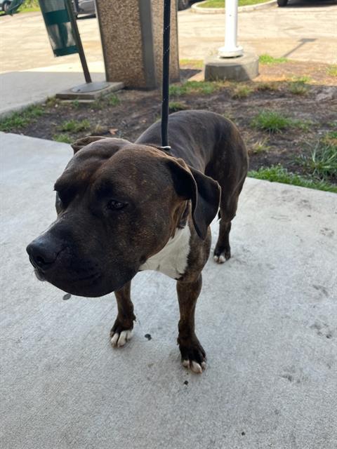 adoptable Dog in Miami, FL named ACHILLES