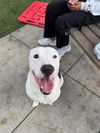 adoptable Dog in  named CURIOUS