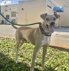 adoptable Dog in miami, FL named BILLY