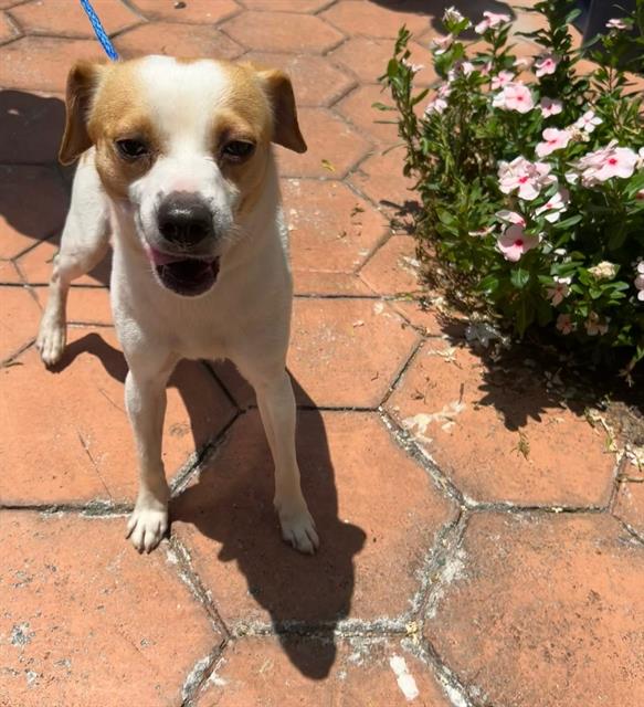 adoptable Dog in Miami, FL named SPARKY