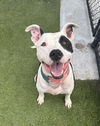 adoptable Dog in  named STITCH