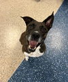 adoptable Dog in  named HALLIE
