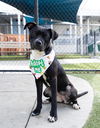 adoptable Dog in  named MELLOW