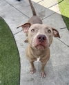 adoptable Dog in  named COBY