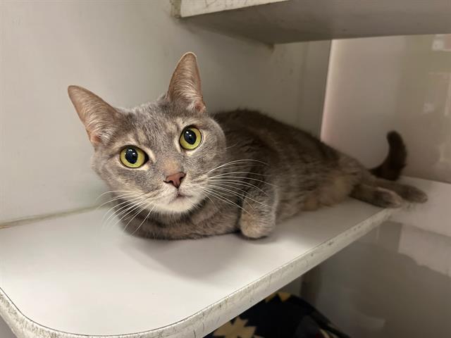 adoptable Cat in Miami, FL named PRECIOUS