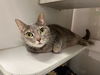 adoptable Cat in miami, FL named PRECIOUS