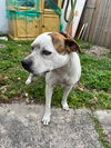 adoptable Dog in  named MILLY