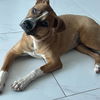 adoptable Dog in  named MYLEY