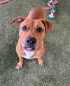 adoptable Dog in  named SCOOBY