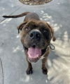 adoptable Dog in  named ROCCO