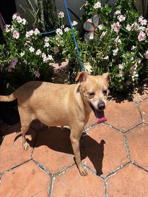 adoptable Dog in Miami, FL named NALA