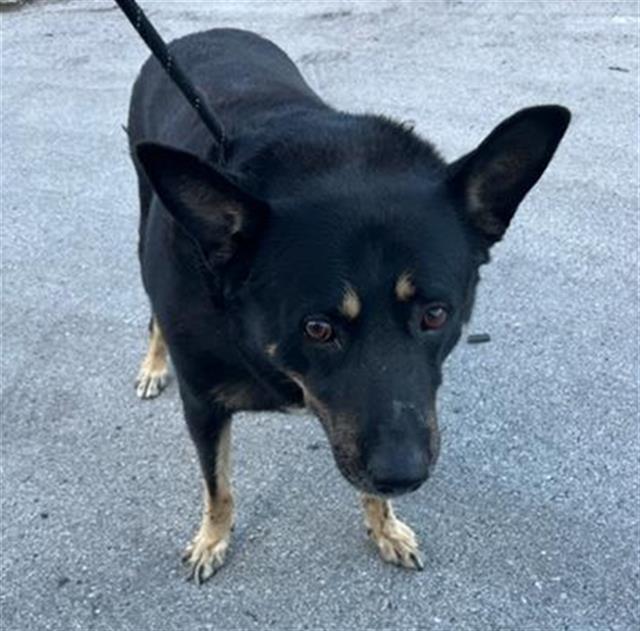 adoptable Dog in Miami, FL named JEFE