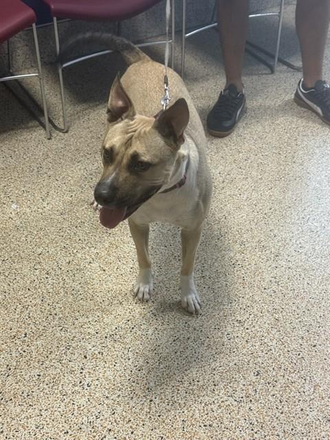 adoptable Dog in Miami, FL named ROXY