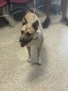adoptable Dog in  named ROXY