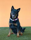 adoptable Dog in  named LEXI