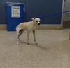 adoptable Dog in , FL named BINGO