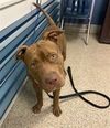 adoptable Dog in  named MANGO