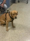 adoptable Dog in  named ROLY