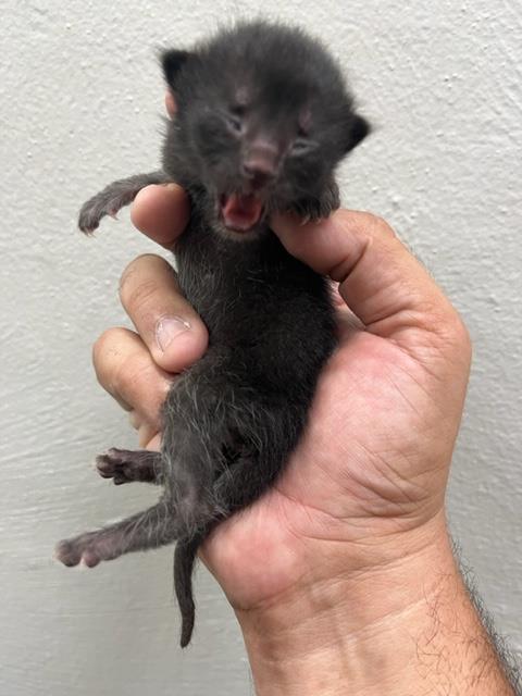adoptable Cat in Miami, FL named PLUTO