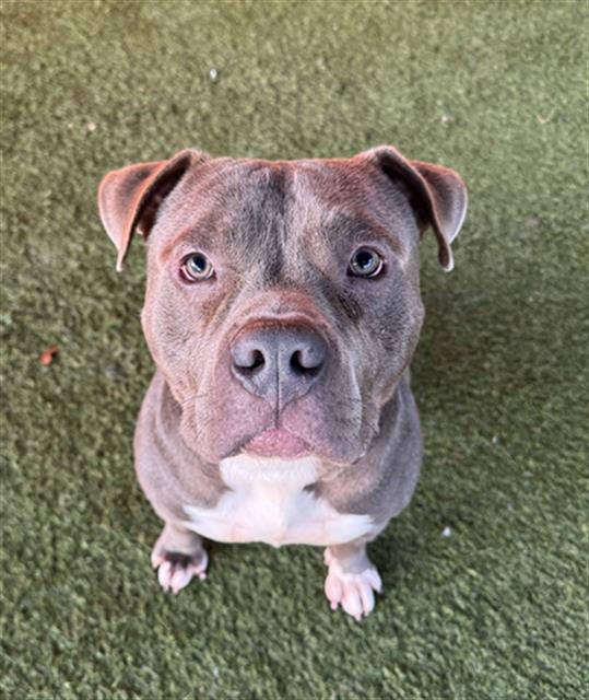 adoptable Dog in Miami, FL named MEATBALL