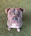 adoptable Dog in  named MEATBALL